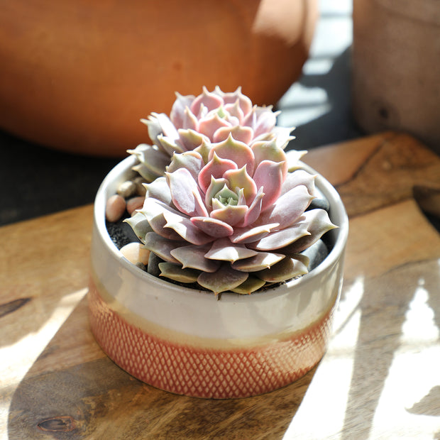 white and pink succulent Echeveria 'Pink Diamond' PP33,616