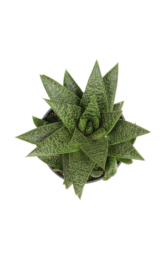 scf succulent Gasteria 'Flow'