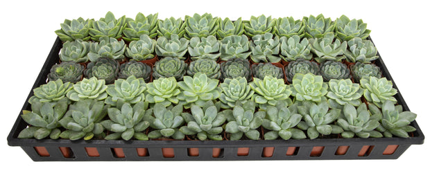2 inch rosette succulents 2 Inch Mint and Blue Rosette Succulents Plants Live Indoor Plants, Bul – Altman Specialty Plants
