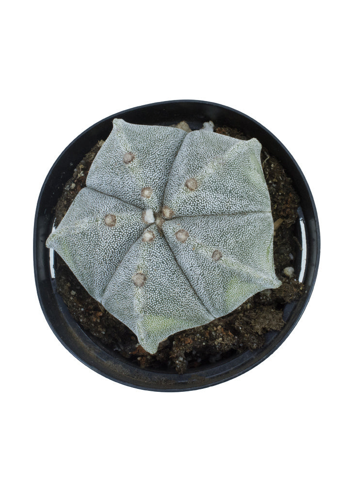 Astrophytum myriostigma 'Bishop's Cap Cactus'