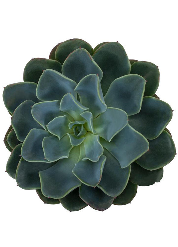 galaxy blue succulent Echeveria ‘Galaxy Blue’ USPP28,745