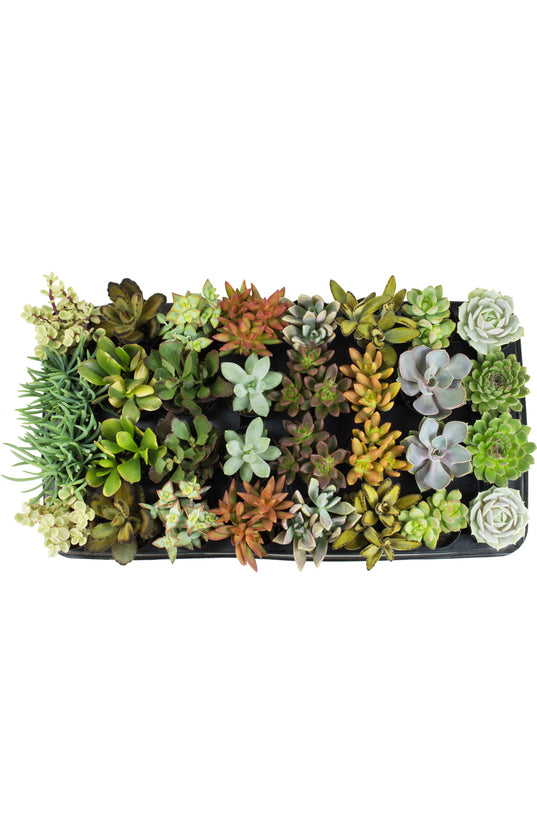 specialty succulents Assorted Succulents Tray