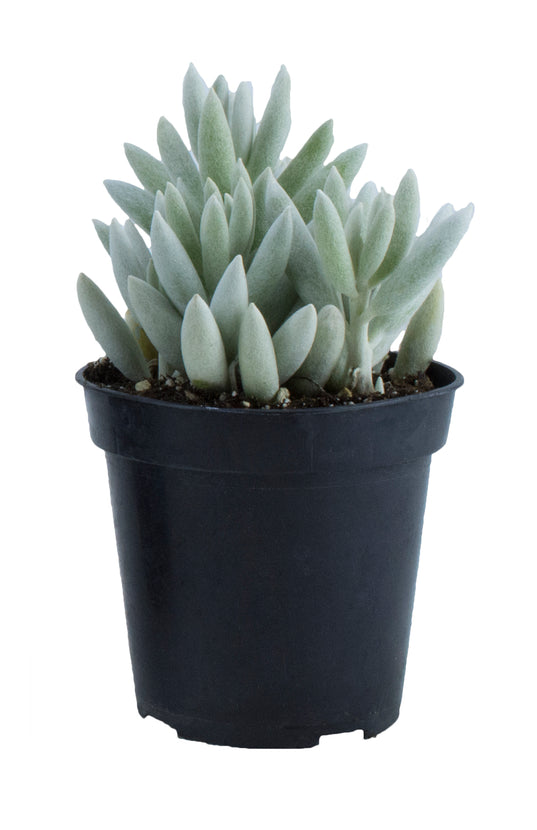 cocoon plant succulent Senecio haworthii