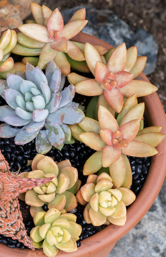 adolphi succulent 2.5" Golden Sedum/ Sedum Alophi