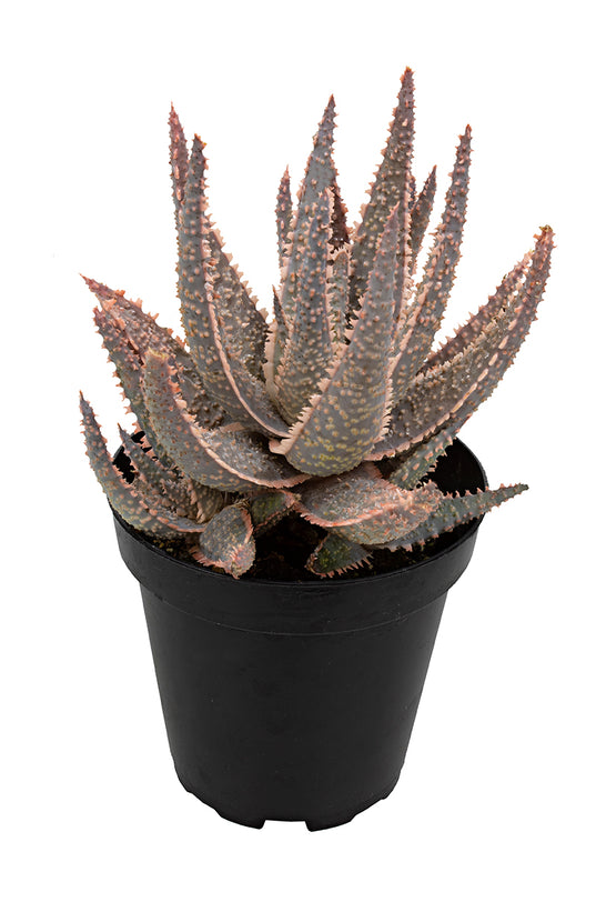 aloe vera plant purple Aloe 'Purple Haze' USPP32,604