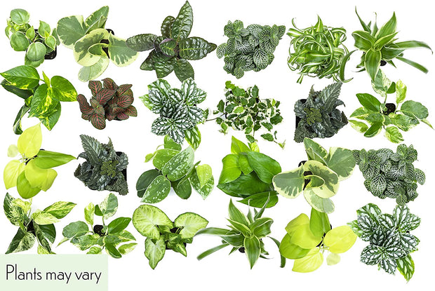 48 Pack of Assorted Foliage - 2 Inch