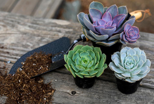 succulent echeveria perle von nurnberg Echeveria 'Perle von Nurnberg'
