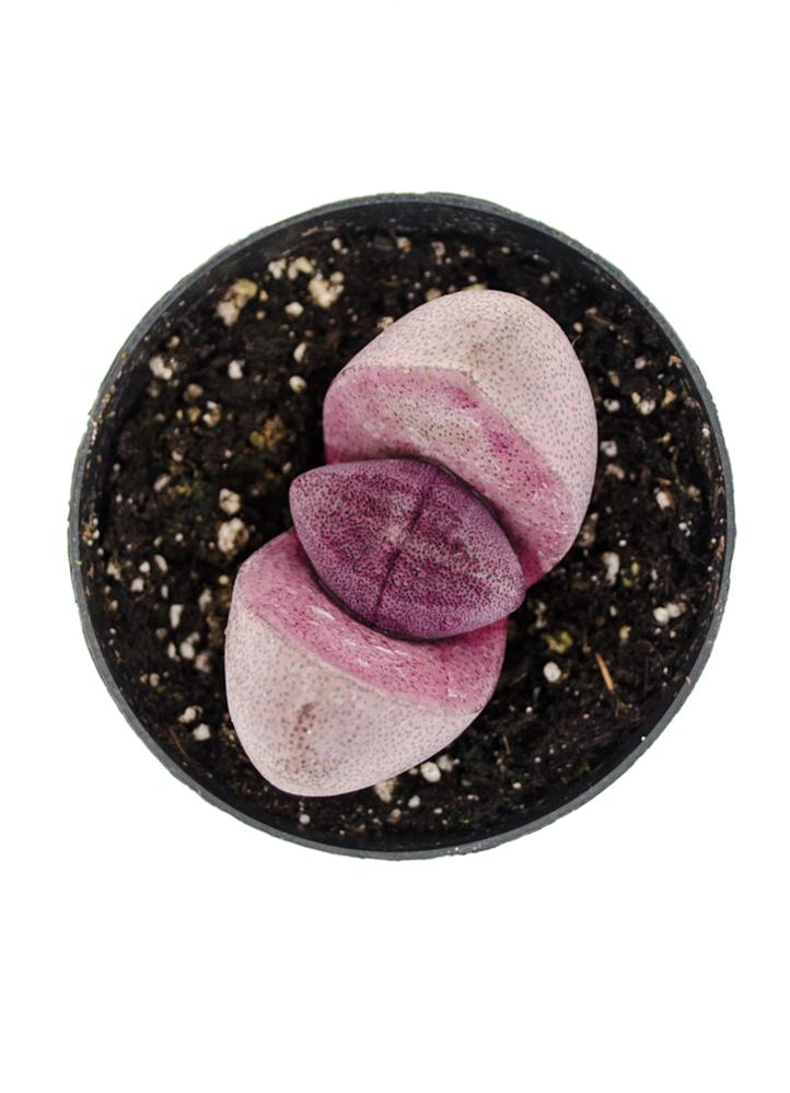 tacisedum spring glow succulent Tacisedum 'Spring Glow' USPP29,463