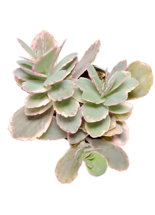 scallop hybrid succulent Kalanchoe fedtschenkoi 'Variegata' “Variegated Lavender Scallops”