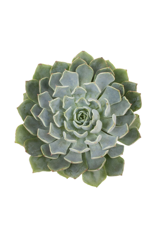 allegra succulent Echeveria 'Allegra'