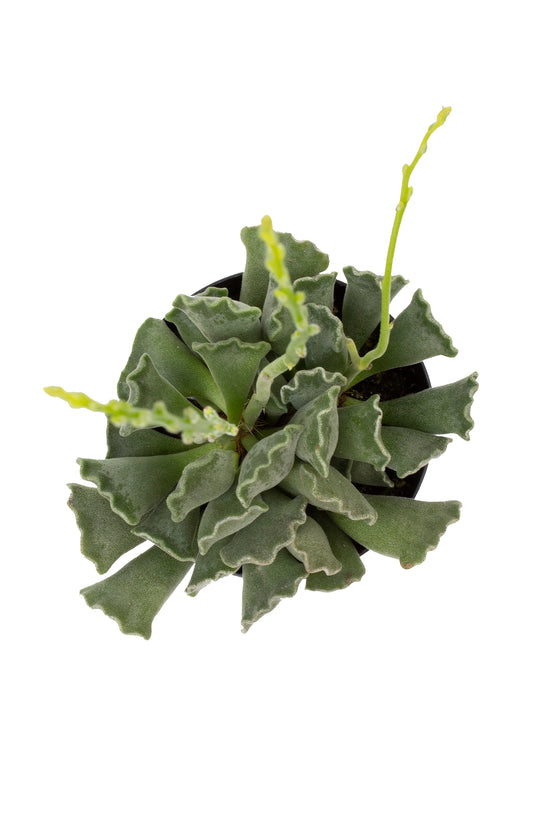 keymado succulent Adromischus cristatus “Key Lime Pie”