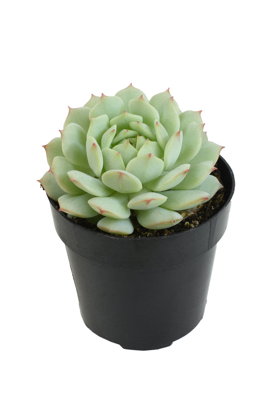 painted lady succulent plant Echeveria derenbergii “Painted Lady”