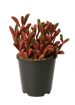 graveolens succulent 2.5" Peperomia graveolens – Altman Specialty Plants