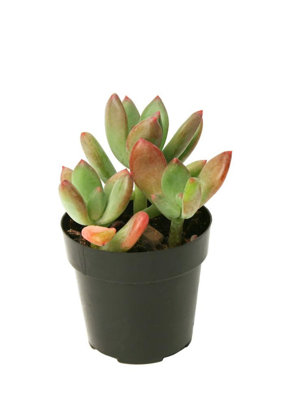 pachyveria royal flush succulent Pachyveria 'Royal Flush'