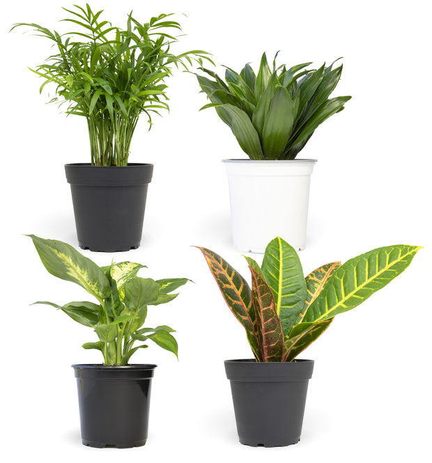 indoor foliage plants names 12 Pack of 4.25-inch Assorted Foliage – Altman Specialty Plants