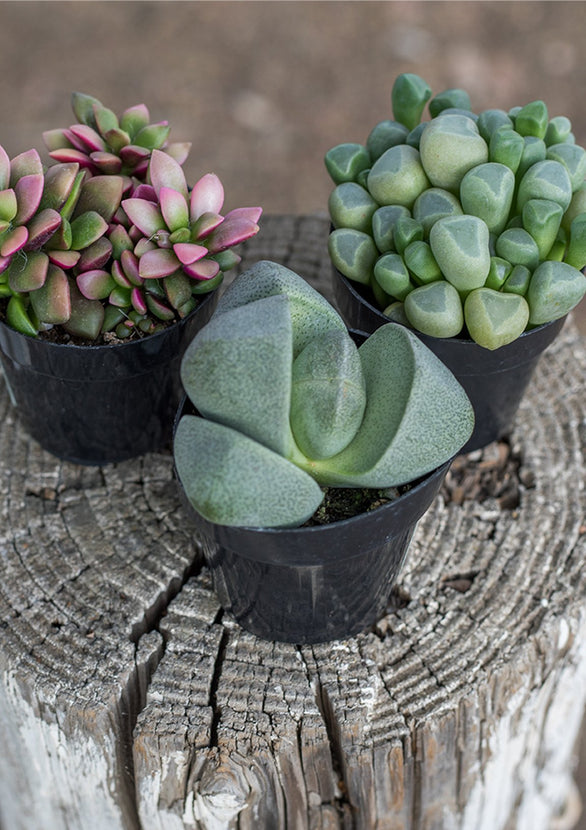 mimicry plant succulent Assorted Mimicry Tray