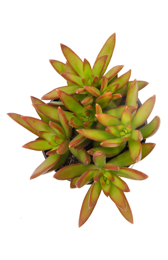 adolphi succulent Sedum adolphii 'Firestorm'