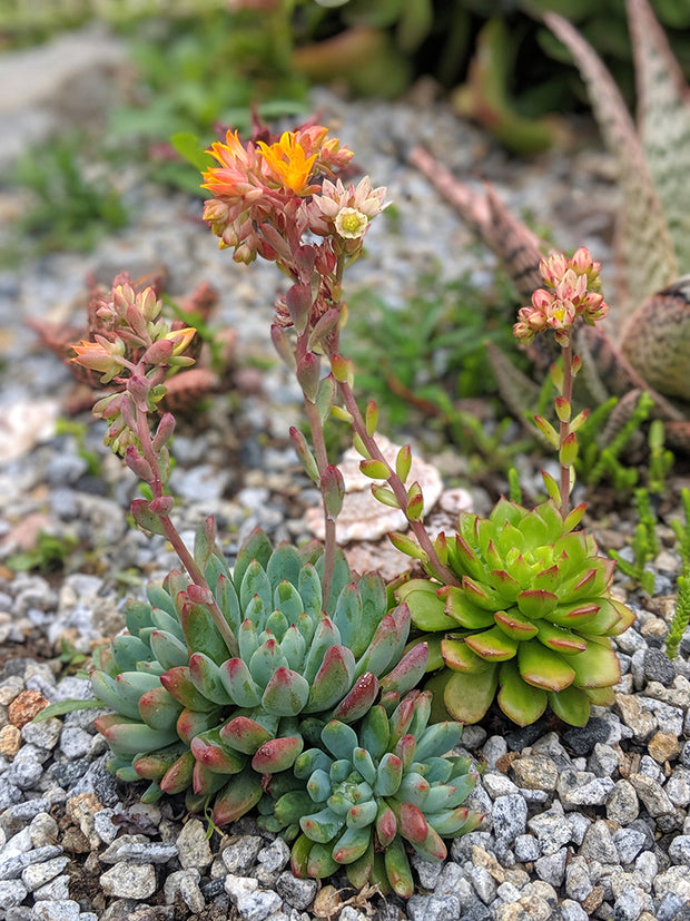 letizia succulent Sedeveria 'Letizia'