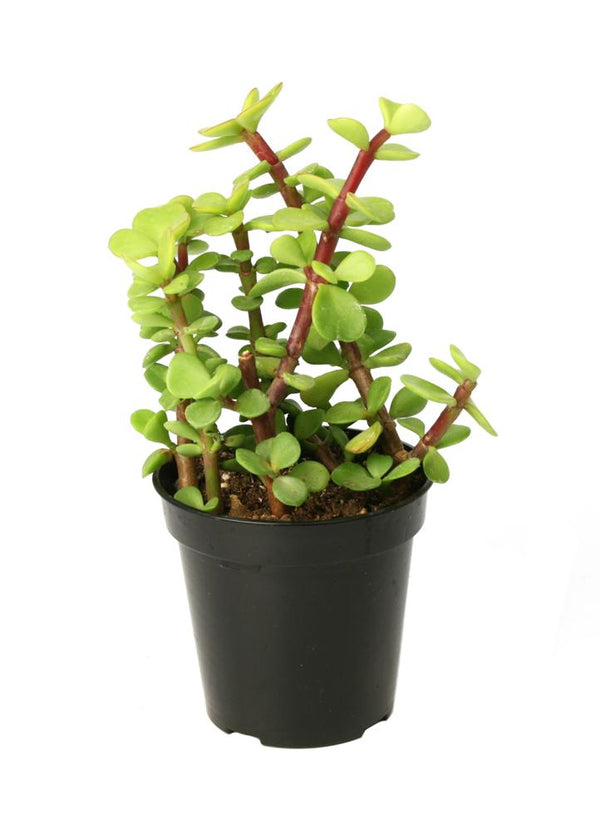 jade plant vs spekboom Portulacaria afra “Elephant Bush / Spekboom”