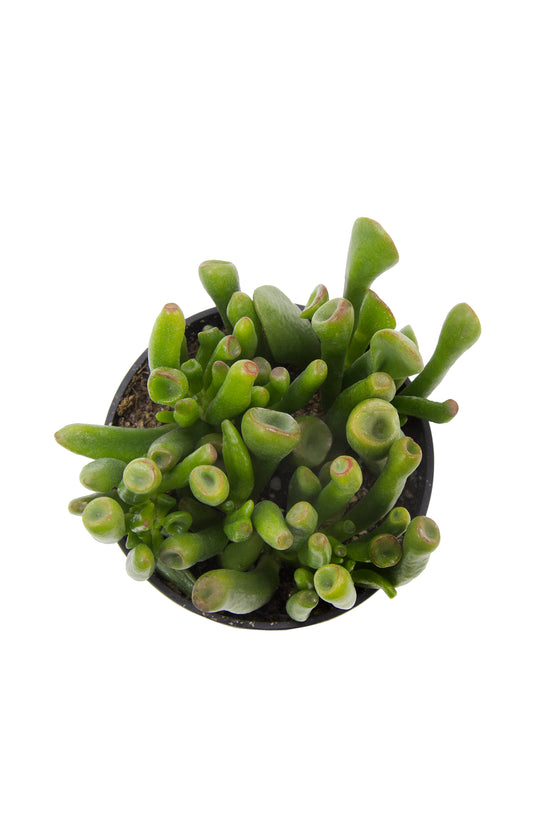 tube looking succulent Crassula ovata 'Gollum'