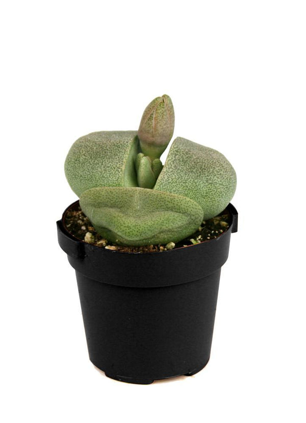 large split rock succulent Pleiospilos nelii “Split Rock”