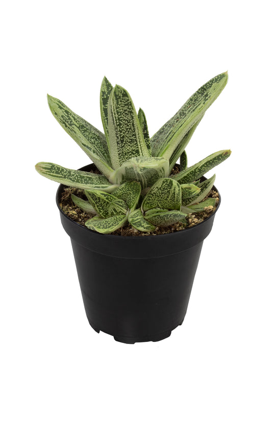succulent gasteria little warty Gasteria 'Little Warty'