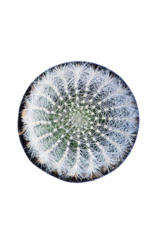 Echinopsis leucomalla “Cob Cactus” - 2.5"