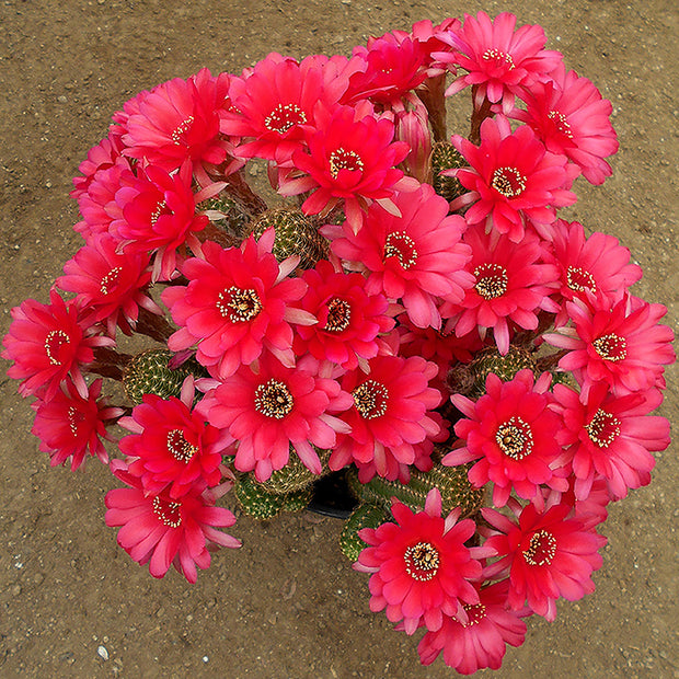 rose quartz succulent Echinopsis 'Rose Quartz' "Peanut Cactus"