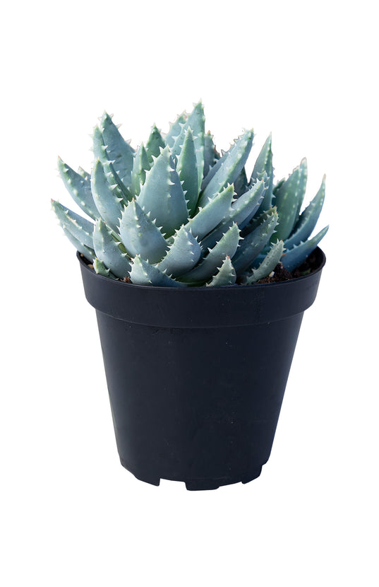 brevifolia succulent Aloe brevifolia “Short-Leaved Aloe”