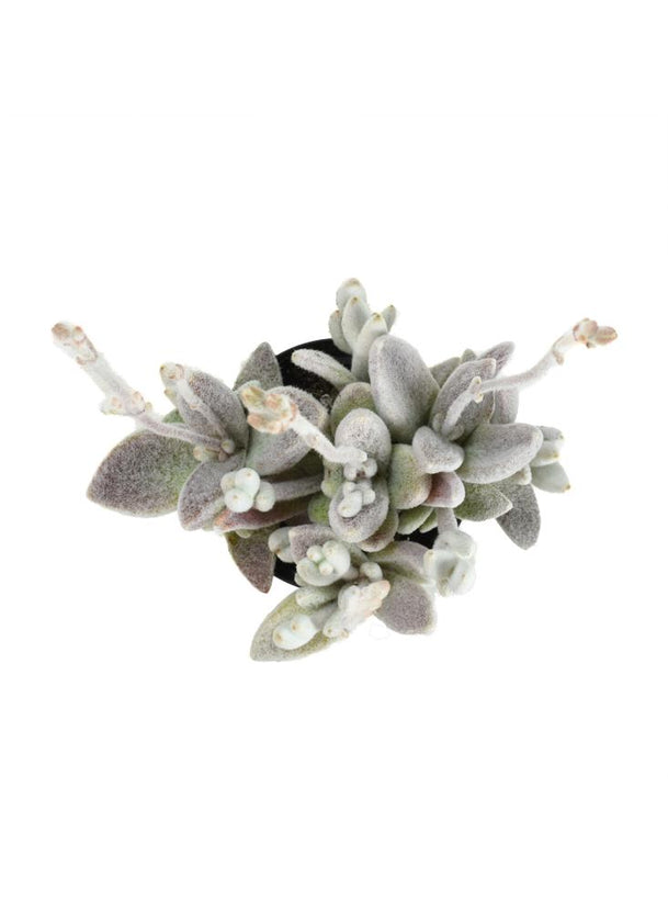 Kalanchoe eriophylla "Snow White Panda Plant" - 3.5- Top
