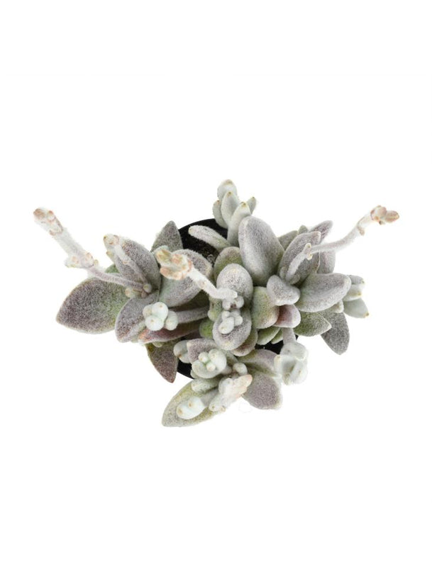 snow white panda succulent Kalanchoe eriophylla "Snow White Panda Plant"