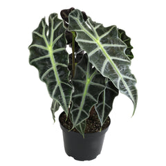 6 Pack of 6-inch ALOCASIA AMAZONICA POLLY