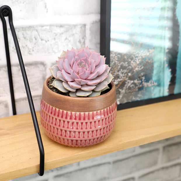 pink succulent echeveria Echeveria 'Pink Diamond' PP33,616