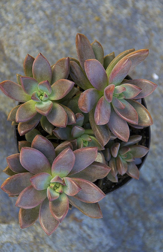 alpenglow succulent Graptosedum ‘Alpenglow’ / ‘Vera Higgins’