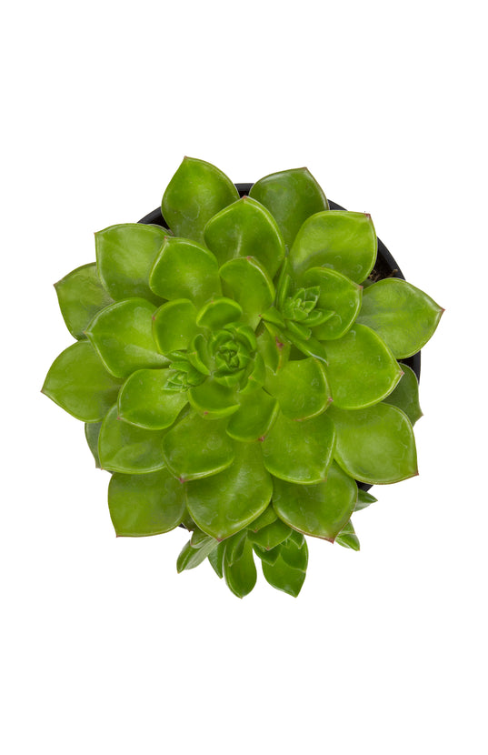 sedeveria letizia succulent Sedeveria 'Letizia'