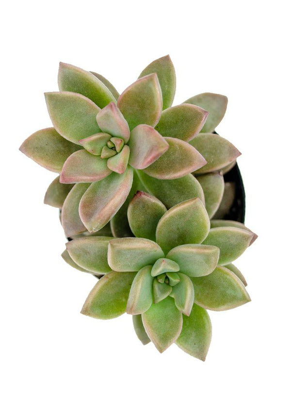 alpenglow succulent care Graptosedum 'Alpenglow' / 'Vera Higgins'