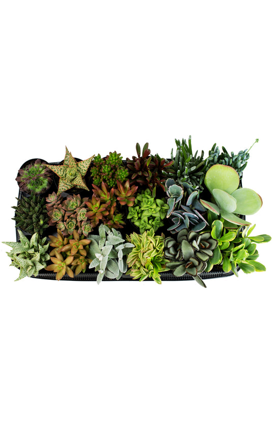 specialty succulents Assorted Succulents Half Tray- 3.5"