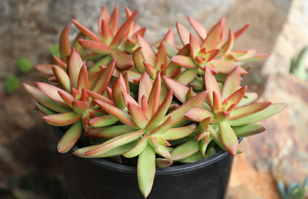 succulent adolphi Sedum adolphi Firestorm™