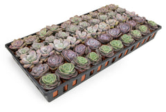 2 Inch Lavender, Pink and Mauve Rosette Succulents Plants Live Indoor Plants, Bulk Wedding Favors (50 Pack)