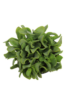 Crassula arborescens undulatifolia “Ripple Jade”™ - 3.5