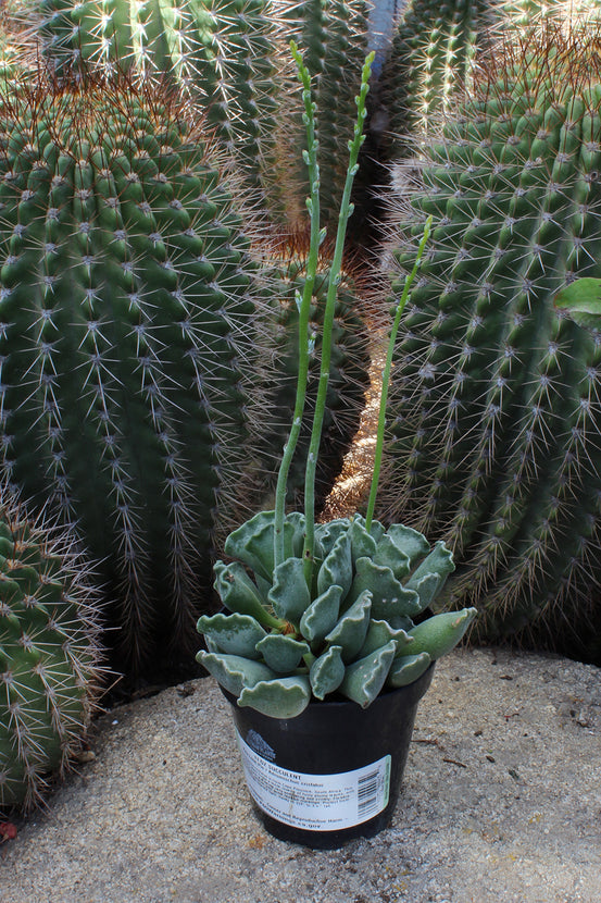 succulent key lime pie Adromischus cristatus “Key Lime Pie”