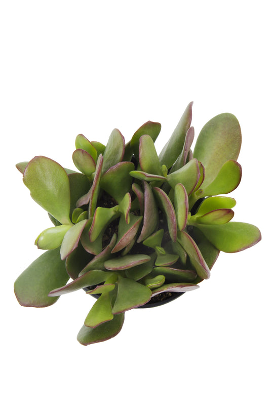 Crassula ovata “Jade Plant” - 3.5
