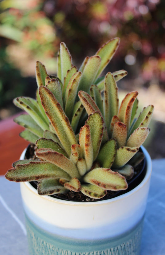 kalanchoe chocolate soldier succulent Kalanchoe tomentosa 'Chocolate Soldier'