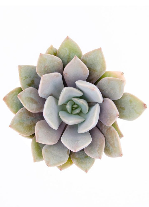 debbie succulent Graptoveria 'Debbie'
