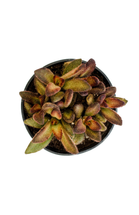 succulent cinnamon Kalanchoe 'Cinnamon'
