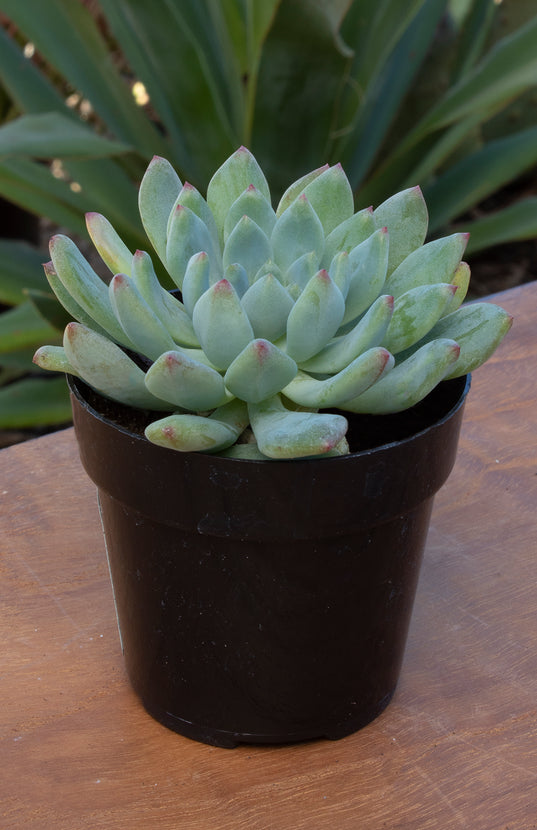 blue quartz succulent Sedeveria 'Blue Elf'