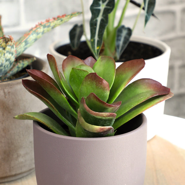 dragon succulent Kalanchoe 'Little Dragon' PP34,248
