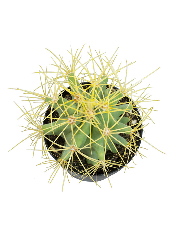 Ferocactus glaucescens “Blue Barrel Cactus” - 2.5”