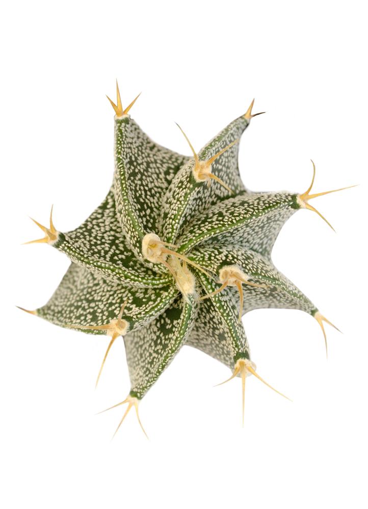 3.5" Astrophytum ornatum "Star Cactus"
