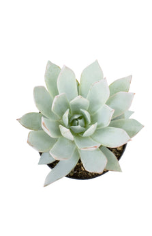echeveria subsessilis succulent Echeveria subsessilis